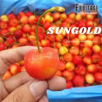 ราคา เชอรี่ทอง เชอรี่น้ำผึ้ง Rainier Cherry (ยกลัง4-4.5กิโล) (USA/Chile) ~ลดพิเศษ~ ขายส่ง ราคาส่ง เชอร์รี่สด เชอร์รี่สีทอง (5441672095)