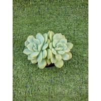 ราคา กุหลาบหิน Monroe ฟอร์มกอ [ Echeveria Monroe ] ไม้ในกระถาง2" (44150532376)