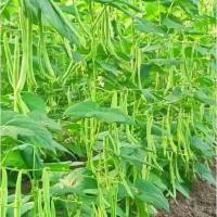 ราคา 10เมล็ด เมล็ดถั่วสี่ฤดู สีเขียว French Bean Seeds เมล็ดถั่วแขก เมล็ดพันธุ์ถั่วแขก เมล็ดผักสวนครัว เมล็ดพันธุ์ผัก (41275838052)