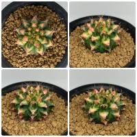 ราคา แคคตัส Gymnocalycium variegated cactus multi-color แคคตัส กระบองเพชร ยิมโนด่าง (8219423848)