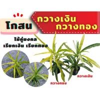 ราคา โกสนกวางเงิน โกสนกวางทอง โกสนคู่มงคล ส่งทั้งกระถาง 6 นิ้ว (40264869244)