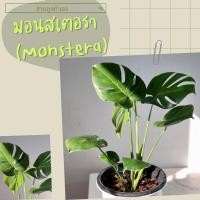 ราคา มอนสเตร่า/มอนสเตอร่า Monstera มอนไจแอนท์ Monstera Giant (13075557389)
