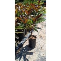 ราคา ต้นพันธุ์ตีนเป็ดแดง (6439481543)