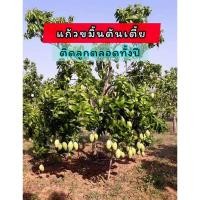 ราคา ต้นมะม่วงแก้วขมิ้น กิ่งเสียบยอด ขนาดต้น60-80ซม ต้นเตี้ย (29100654709)