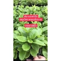 ราคา แปะตำปึงใบกลม หรือ ผักพันปี สมุนไพรครอบจักรวาล จัดส่งพร้อมกระถาง5นิ้ว (52954809288)