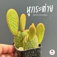 ราคา หูกระต่ายสีส้ม Opuntia Microdasys ไม้อวบน้ำ กุหลาบหิน cactus&succulent (23616008787)