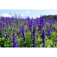 ราคา บลูซัลเวีย Salvia Blue (สีม่วงเข้ม) 1000เมล็ด (15498789219)