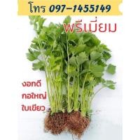 ราคา เมล็ดคืนฉ่าย คื่นฉ่าย ขึ้นฉ่าย ผักสวนครัว (9056166094)