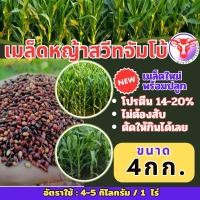 ราคา ✅ สวีทจัมโบ้ เมล็ดหญ้าสวีทจัมโบ้ 4 กิโลกรัม #พร้อมปลูก(รับประกันการงอก) หญ้าเลี้ยงสัตว์ พันธ์ุหญ้า หญ้าเลี้ยงวัว (14649188459)