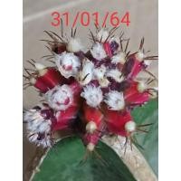 ราคา ยิมโนด่างแดงดำกราฟตอสามเหลี่ยม 1 ต้น (6566113403)