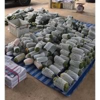 ราคา เมล็ดมะละกอฮอลแลนด์(ต้นเตี้ย) (27108548734)