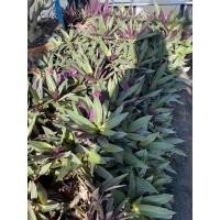 ราคา ว่านกาบหอย 10ต้น มีแถม (8321304705)