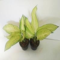 ราคา เศรษฐีโพธิ์ทอง ร่มโพธิ์ทอง (แถมว่านดอกทอง)ต้นโพธิ์ทอง ต้นเศรษฐีแสงจันทร์ ไม้มงคลฟอกอากาศ นำโชคลาภ (กระถาง 5 นิ้ว) (11525180215)