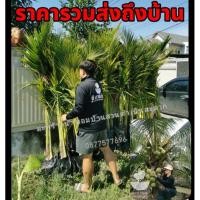 ราคา ต้นมะพร้าวน้ำหอมต้นเตี้ย​ สูง​ 1.5​ เมตร ต้นใหญ่​ ออกลูก​ไว (9488389195)