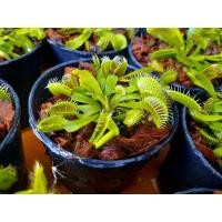 ราคา กาบหอยแครง แท้!!พืชกินแมลงVenus Flytrap️Dionaea muscipulamuscipula​ใจ (1852543887)