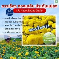ราคา 100เมล็ด พันธุ์เตี้ย ดาวเรืองประดับแปลง สีเหลือง ทองเฉลิม 4809 ดาวเรืองกระถาง ดาวเรืองต้นเตี้ย (5108955222)