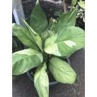 ราคา เดหลีด่างใบใหญ่ใบด่างดอกด่าง (13424172216)