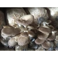 ราคา เห็ด 20ก้อน นางฟ้าภูฐาน ก้อนเชื้อพร้อมส่ง (11472409474)