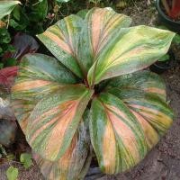 ราคา หมากผู้หมากเมีย เพชรพระอุมา สีสวยน่าสะสม (25611793070)