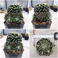ราคา แมมขนนกเหลือง mammillaria schiedeana (11540528920)