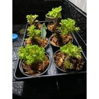 ราคา กนกนารีอินโด ใบฟูแน่น สีเขียวสด รากเดินดี พร้อมกระถาง 3 นิ้ว เพาะจากกอแม่แข็งแรง (48256231226)