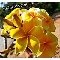 ราคา ต้นลีลาวดีเหลืองสิริมงคลขายกิ่งสด30CM.(2กิ่ง/30) (15449989313)