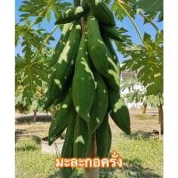 ราคา เมล็ดมะละกอครั่ง(20เมล็ด) (12814314317)