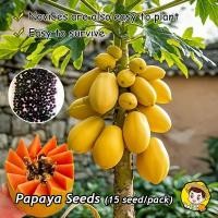 ราคา ของแท้ 100% หอมหวาน อร่อย บรรจุ 10 เมล็ด เมล็ดพันธุ์ มะละกอ เรดเลดี้ Red Lady Papaya Seed เมล็ดพันธุ์ผลไม้ ต้นไม้ผลกินได (52405307052)