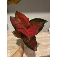 ราคา Aglaonema สุขสมใจปอง (3355562903)