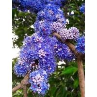 ราคา ต้นพลองน้ำเงิน ใบใหญ่ ไม้ไทยหายาก ดอกหอม (18716207425)