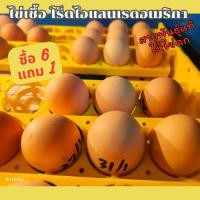 ราคา ไข่เชื้อ ไก่ไข่พันธุ์โร็ดไอแลนเรด 6 ฟอง+1 ต่อชุดรับประกันเชื้อ รับประกันแตก1ฟอง (28828187254)