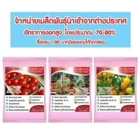 ราคา （คุณภาพสูง เมล็ด）เมล็ดพันธุ์มะเขือเทศ เมล็ดมะเขือเทศเชอรี่ ไทนี่ทิม/ง่าย ปลูก สวนครัว เมล็ด/ดอก NUOP (21265709861)