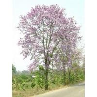 ราคา ต้นพันธุ์ต้นตะแบก ดอกสวยสีชมพูไม้เนื้อแกร่งทนแล้ง ถุงดำ 59 บาท (12430198123)