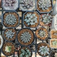 ราคา Haworthia Mirror Ball ฮาโวเทีย ไม้อวบน้ำ แคคตัส (6032123992)