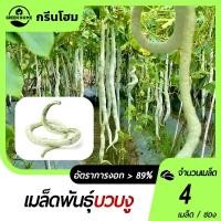 ราคา บวบงูอนาคอนด้า เมล็ดพันธุ์บวบงูอนาคอนด้า 4 เมล็ด☘️งอกง่าย โตไวยาวเกือบ 2 เมตรผลดก (25740881827)