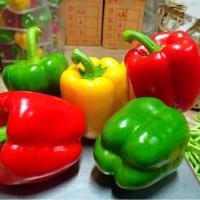 ราคา เมล็ดพันธุ์ เมล็ดพริกยักษ์หวาน เมล็ดพริกยักษ์หวาน คละสี 350 เมล็ด งอกดี ปลูกง่าย โตไว ผลผลิตสูง (24453953550)