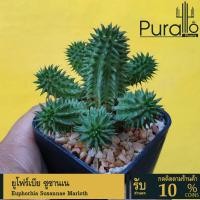 ราคา ต้นยูโฟเบีย ยูโฟเบีย ซูซานเน Euphorbia Susannae Marloth #ยูโฟร์เบีย #Euphorbia (22586661484)