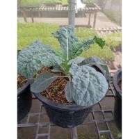 ราคา เคลไดโนเสาร์ (Lacinato Kale) จัดว่าเป็นราชินีของผักใบเขียว พร้อมปลูกในถุงดำ 29 บาท เคลไดโน dino kale (29134236616)