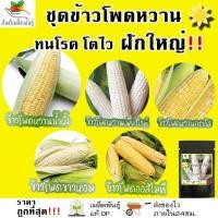 ราคา เมล็ดพันธุ์ ชุดข้าวโพดหวาน ปลูกง่าย ทนโรค โตไว ข้าวโพดหวานฮันนี่ซีเลค/ฮอกไกโดเพียวไวท์/ฮอกไกโดกราวิส/ออลไมทีซุปเปอร์สวีท (11711781924)