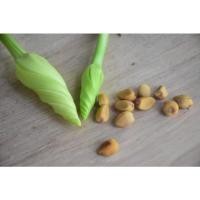 ราคา เมล็ดดอกชมจันทร์1ชุด120เมล็ด ดอกชมจันทร์ เมล็ดพันธุ์อินทรีย์ เมล็ดชมจันทร์ ผักสวนครัว เมล็ดผัก ต้นชมจันทร์. (15061726185)