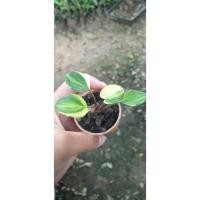 ราคา Plant89 ต้นรวยล้นฟ้า (56501066467)