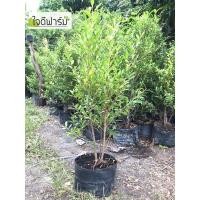 ราคา ไทรเกาหลีพร้อมปลูก ต้นไม้ทำแนวรั้วขนาด 1เมตรราคา 139บาท (11613736606)