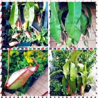 ราคา ต้นหม้อข้าวหม้อแกงลิง ต้นไม้กินแมลง (5435656090)