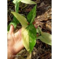 ราคา ต้นเงินไหลมาเทมา เงินไหลมาด่างขาวเหลือง เงินไหลมา (27418243007)