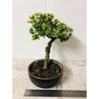 ราคา ต้นเพรมน่าไต้หวันด่าง (3994340184)