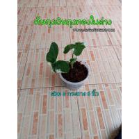 ราคา ต้นถุงเงินถุงทองไม้มงคล เพิ่มโชคลาภ กระถาง6นิ้ว (9915126370)