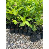 ราคา ต้นชมพู่ทับทิมจันทร์ (3349101869)