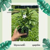 ราคา ต้นพุดศุภโชค จัดสวน ดอกสีขาว ไม้ถุงขนาด 3 นิ้ว (9146894627)