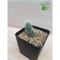 ราคา ต้นกระบองเพชร-รีบูเทีย-35บาท (4667671625)