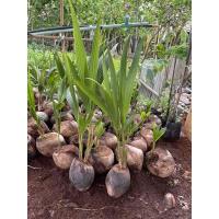 ราคา พันธุ์มะพร้าวน้ำหอมบ้านแพ้ว ต้นเตี้ย ลูกดก(หน่อคู่) (11633728301)